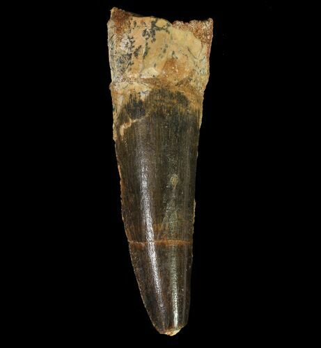Spinosaurus Tooth - Dark Enamel Preservation #65471